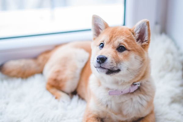 Sognare cani: significato e numeri del lotto