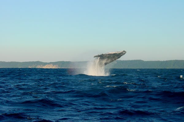 Sognare coccinelle: numeri del lotto porta fortuna