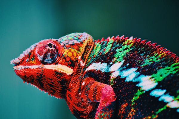 Sognare lucertole: numeri del lotto