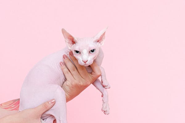 Sognare un morto arrabbiato: significato e numeri lotto